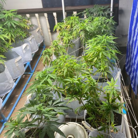 Critical (8/9) growlog timeline photo