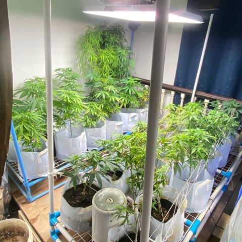 Critical (8/9) growlog timeline photo