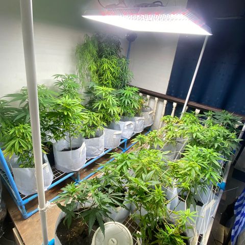 Critical (8/9) growlog timeline photo