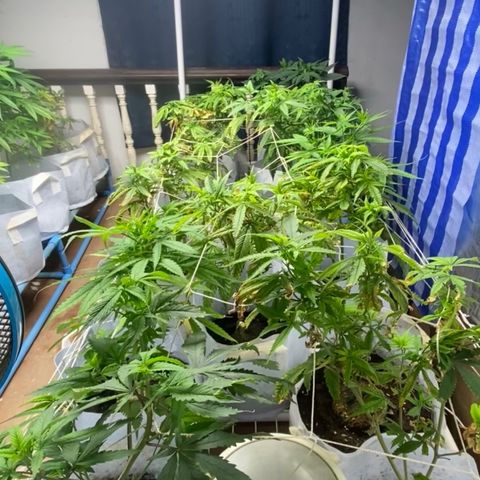 Critical (8/9) growlog timeline photo