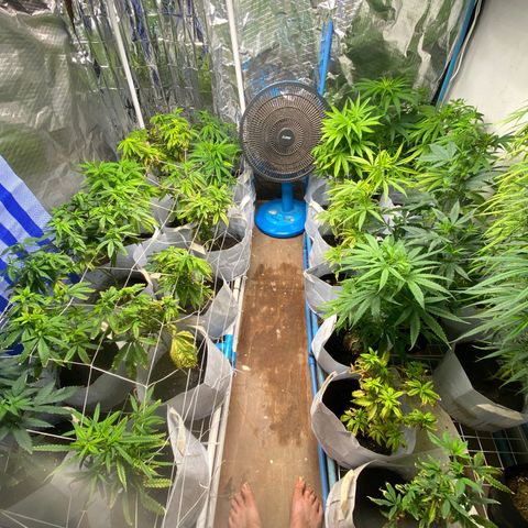 Critical (8/9) growlog timeline photo