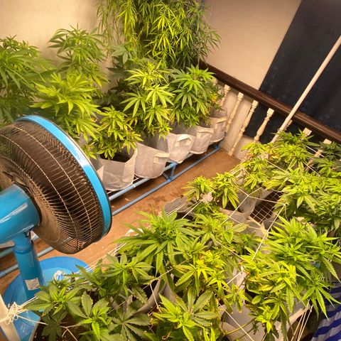 Critical (8/9) growlog timeline photo
