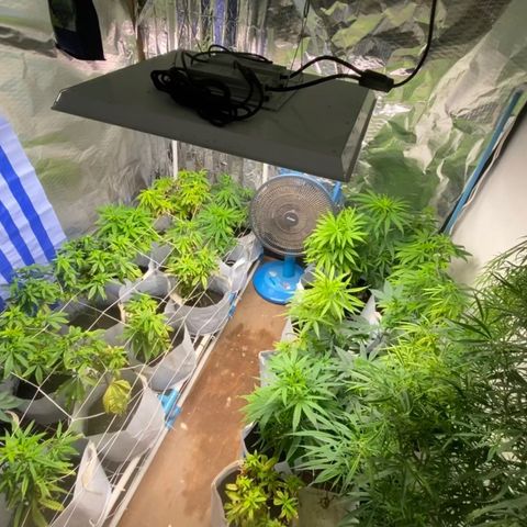 Critical (8/9) growlog timeline photo