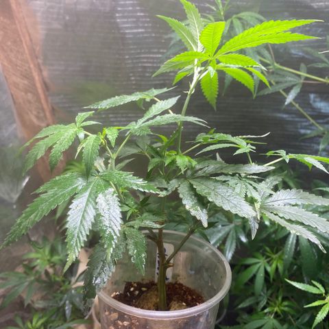 Critical (9/8) growlog timeline photo