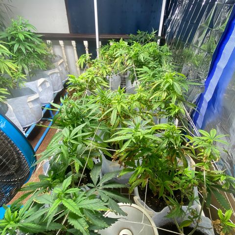 Critical (8/9) growlog timeline photo