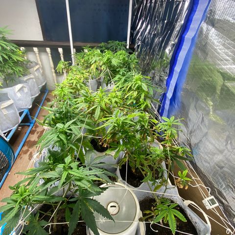 Critical (8/9) growlog timeline photo