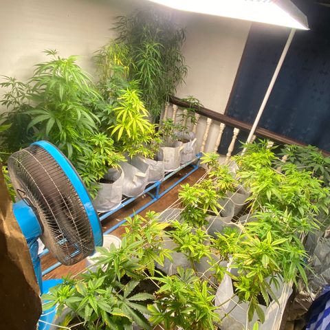 Critical (8/9) growlog timeline photo