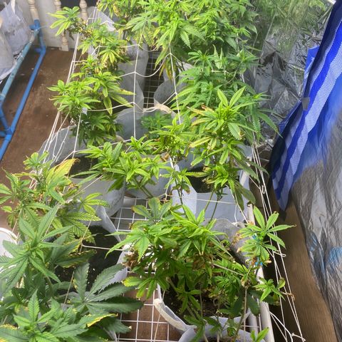 Critical (8/9) growlog timeline photo