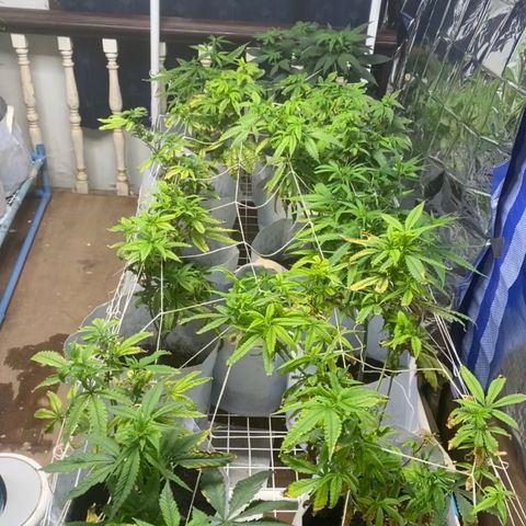 Critical (8/9) growlog timeline photo