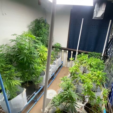 Critical (8/9) growlog timeline photo
