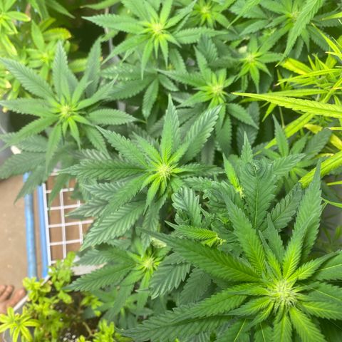 Critical (8/9) growlog timeline photo