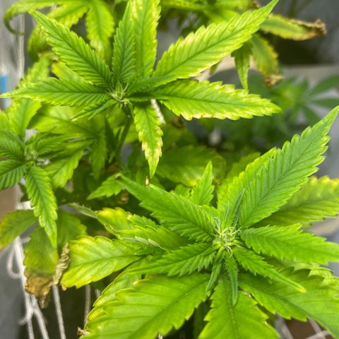Critical (8/9) growlog timeline photo