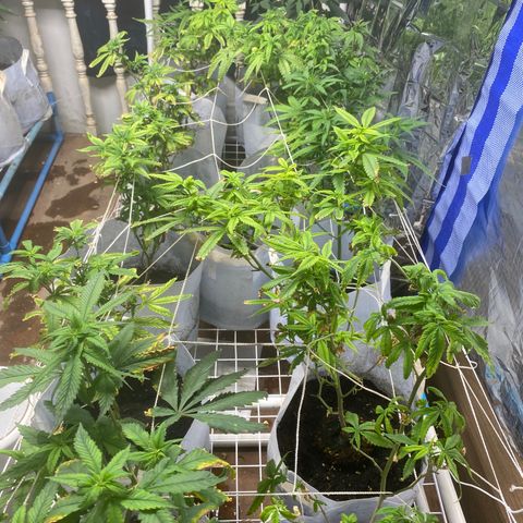 Critical (8/9) growlog timeline photo