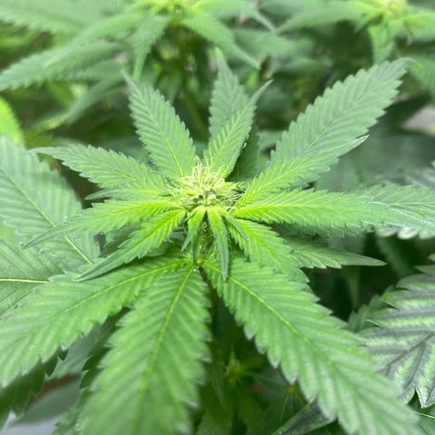 Critical (8/9) growlog timeline photo