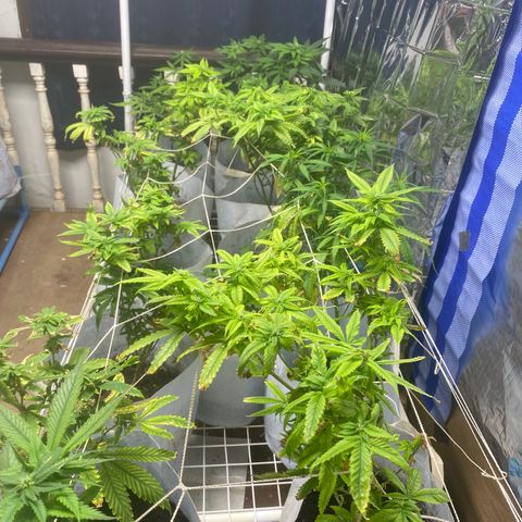 Critical (8/9) growlog timeline photo