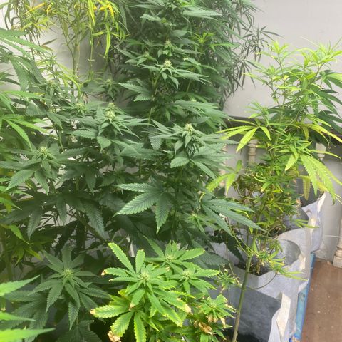Critical (8/9) growlog timeline photo