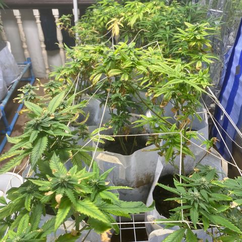 Critical (8/9) growlog timeline photo