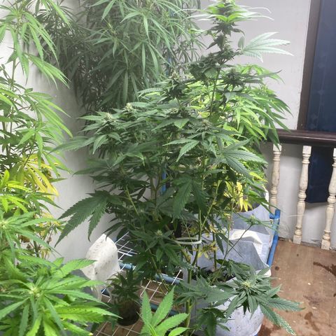 Critical (8/9) growlog timeline photo
