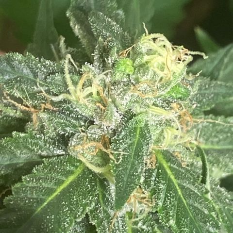 Critical (8/9) growlog timeline photo