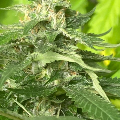 Critical (8/9) growlog timeline photo