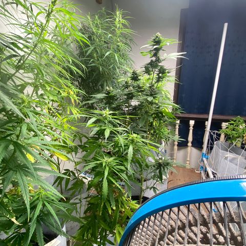 Critical (8/9) growlog timeline photo