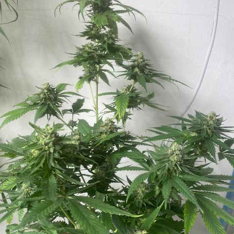 Critical (8/9) growlog timeline photo