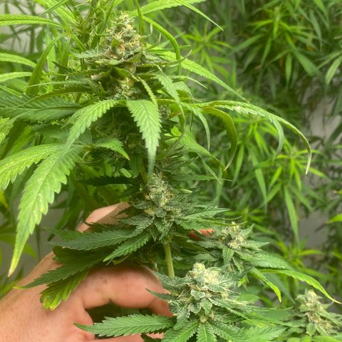 Critical (8/9) growlog timeline photo