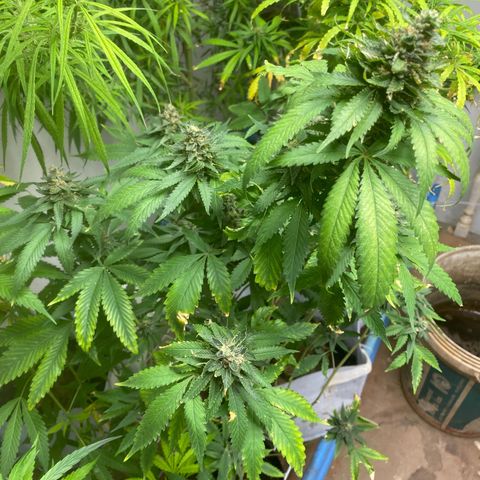 Critical (8/9) growlog timeline photo