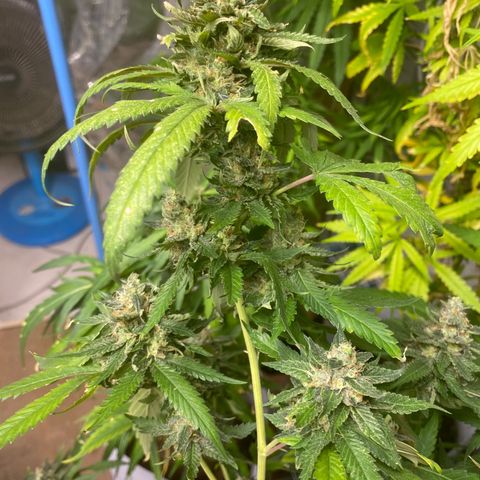 Critical (8/9) growlog timeline photo