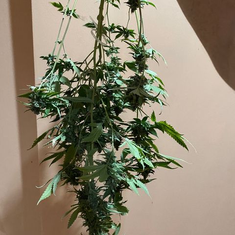 Critical (8/9) growlog timeline photo