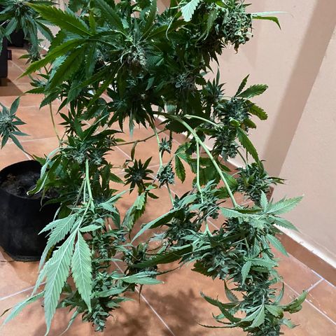 Critical (8/9) growlog timeline photo