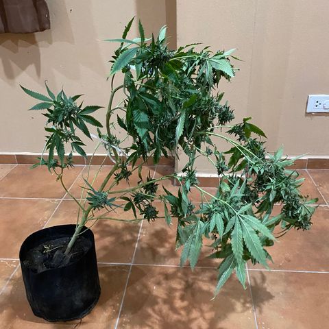 Critical (8/9) growlog timeline photo