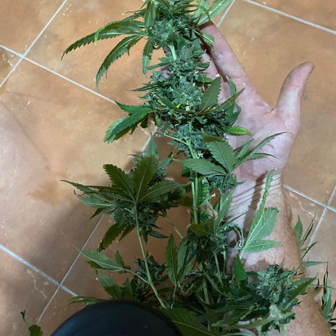 Critical (8/9) growlog timeline photo