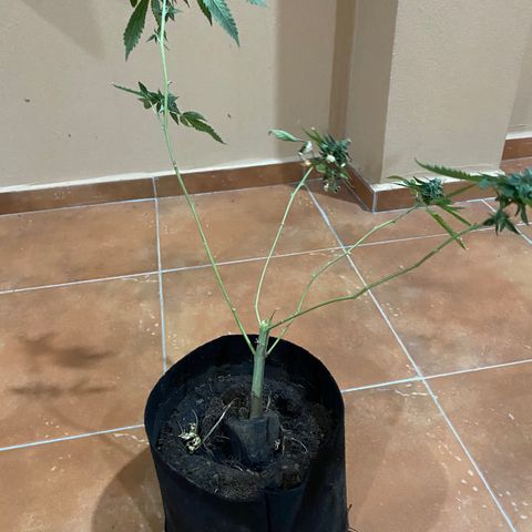 Critical (8/9) growlog timeline photo