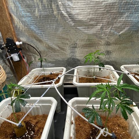 Drippin’ Ain’t Eazy 12/04 growlog timeline photo