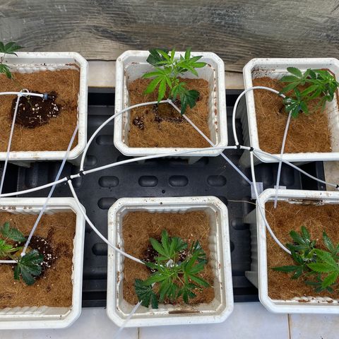 Drippin’ Ain’t Eazy 12/04 growlog timeline photo