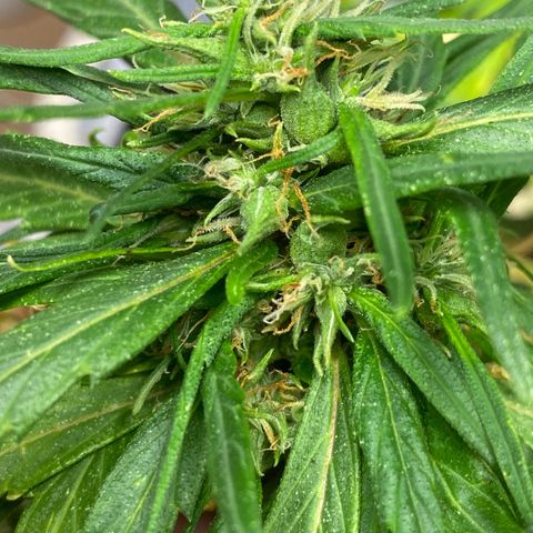 Malawi growlog timeline photo