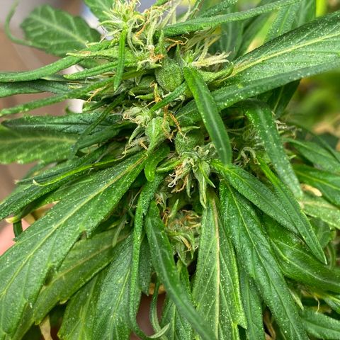 Malawi growlog timeline photo