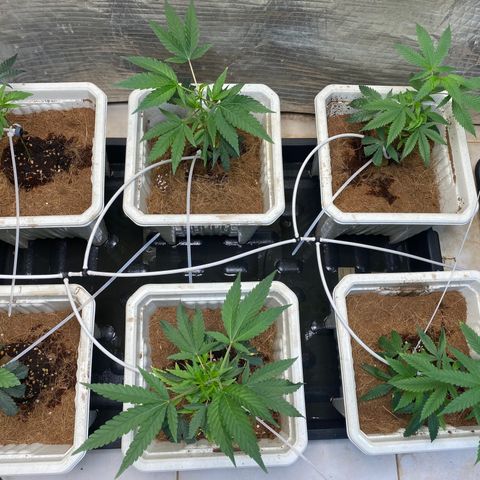 Drippin’ Ain’t Eazy 12/04 growlog timeline photo