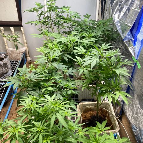 Drippin’ Ain’t Eazy 12/04 growlog timeline photo