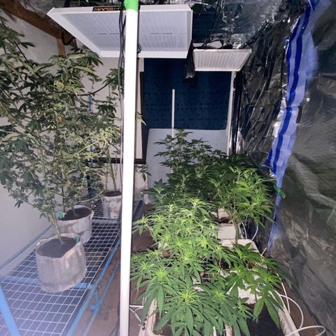 Drippin’ Ain’t Eazy 12/04 growlog timeline photo