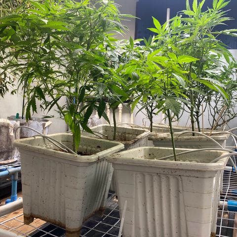 Drippin’ Ain’t Eazy 12/04 growlog timeline photo
