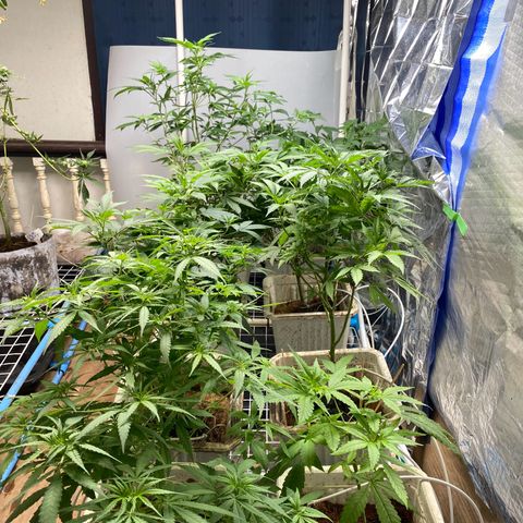 Drippin’ Ain’t Eazy 12/04 growlog timeline photo
