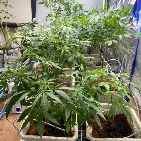 Drippin’ Ain’t Eazy 12/04 growlog timeline photo
