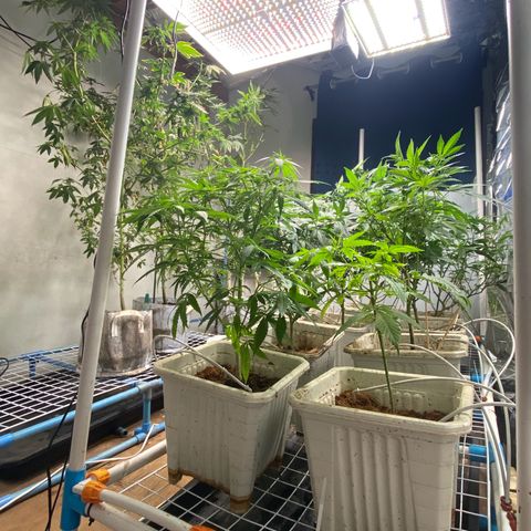 Drippin’ Ain’t Eazy 12/04 growlog timeline photo