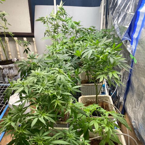 Drippin’ Ain’t Eazy 12/04 growlog timeline photo