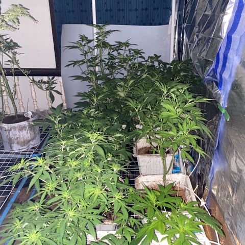 Drippin’ Ain’t Eazy 12/04 growlog timeline photo