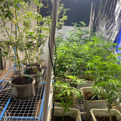 Drippin’ Ain’t Eazy 12/04 growlog timeline photo