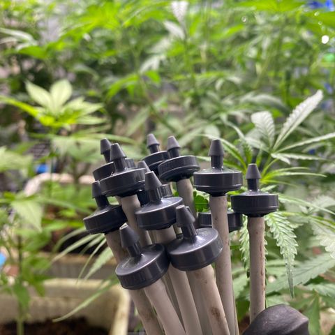 Drippin’ Ain’t Eazy 12/04 growlog timeline photo