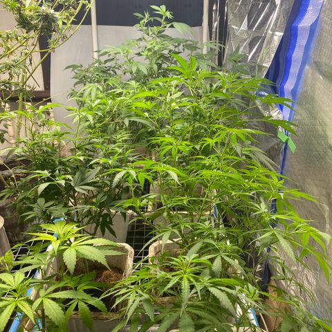Drippin’ Ain’t Eazy 12/04 growlog timeline photo